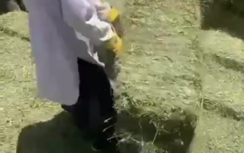 ا🍀النوع:برسيم صافي 🍀الشد:جندير 🍀العود:من ناعم إلى وسط🍀الطول:من90 لين متر 🍀الوزن: 30 🍀السعر: 19محمل واصل للتواصل والطلب 0597377840