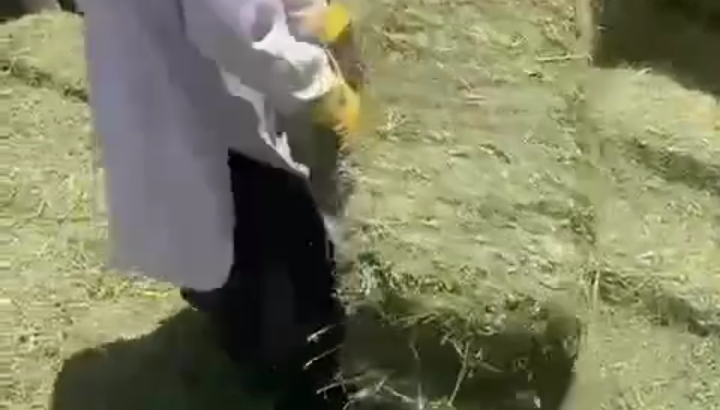 ا🍀النوع:برسيم صافي 🍀الشد:جندير 🍀العود:من ناعم إلى وسط🍀الطول:من90 لين متر 🍀الوزن: 30 🍀السعر: 19محمل واصل للتواصل والطلب 0597377840