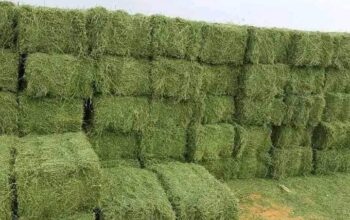 ا🍀النوع:برسيم صافي 🍀الشد:جندير 🍀العود:من ناعم إلى وسط🍀الطول:من90 لين متر 🍀الوزن: 30 🍀السعر: 14محمل واصل للتواصل والطلب 0564815935